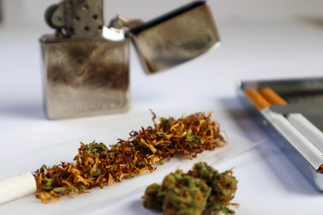 a hand-rolled cigarette is opened with ground tobacco and marijuana inside
