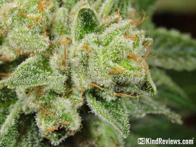 Photograph of a GG4 top, cola bud that is light green in color and dusted with creamy colored trichomes as well as orange hairs popping out.