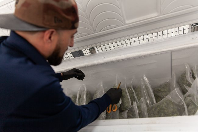 Photograph of Nikka T, wearing a tan hat and blue shirt, sorting through a white freezer full of plastic vac sealed bags that are packed with weed.