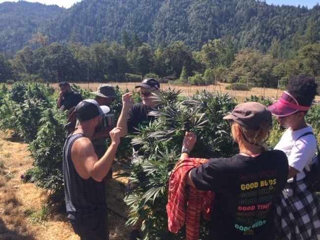 A group of people all surrounding an outdoor cannabis plant with tree covered mountains in the background, with their hands up pinching their index finger and thumb squeezed together to feel the resin from the plant.