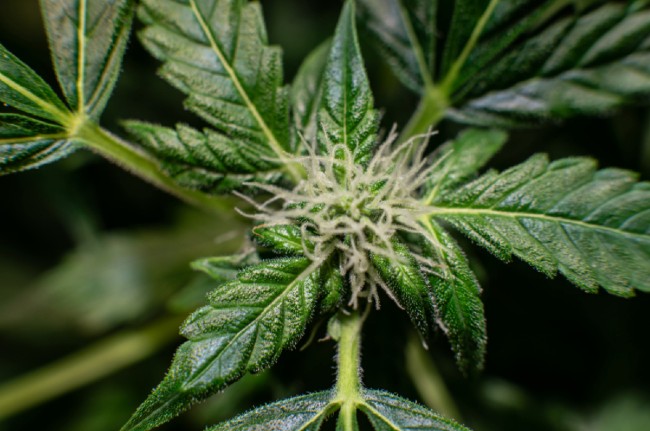 A cannabis plant in an early stage