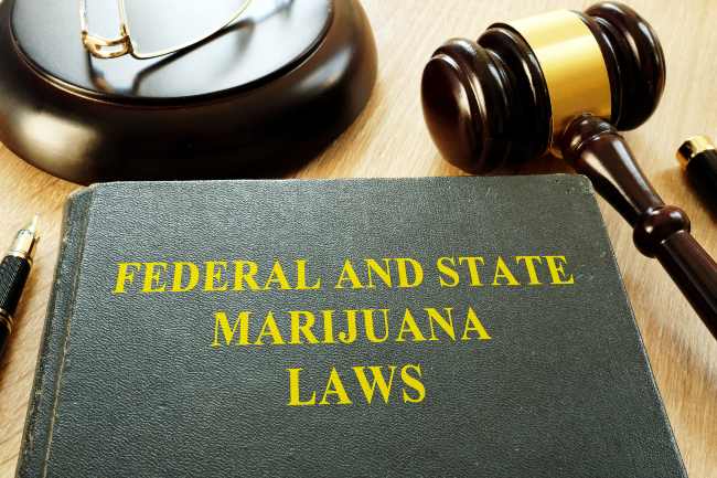 A book with ”Federal and
            State Marijuana Laws” as the title on the front in yellow letters with a court gavel next to it.