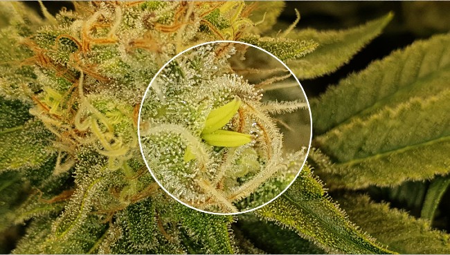A banana-shaped growth on a cannabis plant