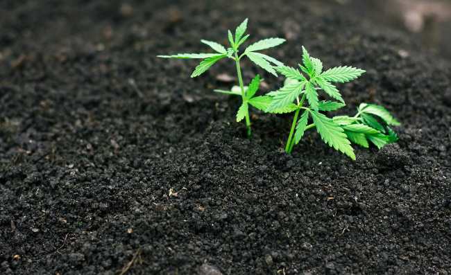 a few small immature cannabis plants peek out of dark rich soil