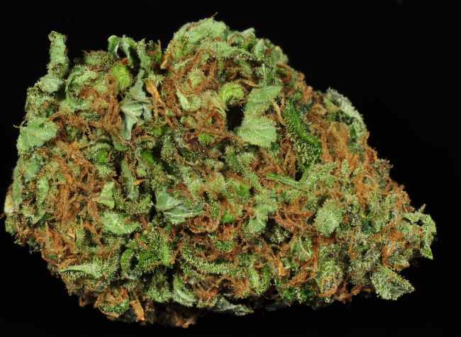 close up image of a green Durban Poison nug with orange hairs