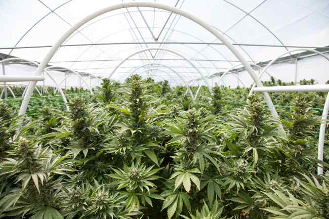 marijuana plants growing in a massive grow room, with white poles