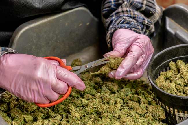 a person wearing light pink gloves trims a bud of cannabis, over a table filled with untrimmed marijuana buds and a bucket of already trimmed buds