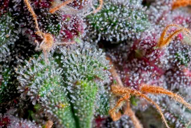 close up of hair-like trichomes on a purple and green marijuana bud with orange hairs