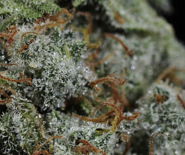 The Best Strains to Grow Outdoors | PotGuide.com