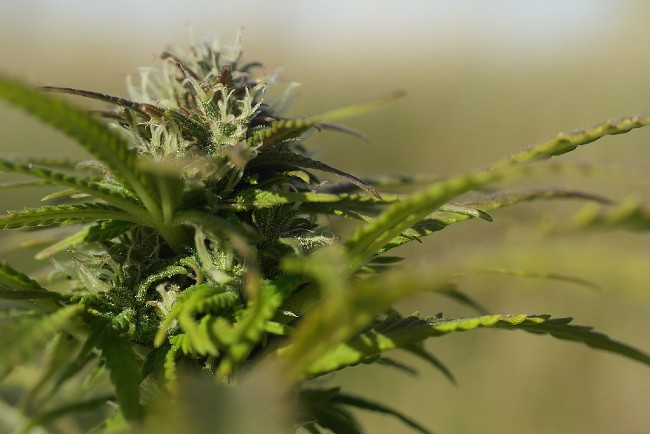 An autoflowering cannabis plant