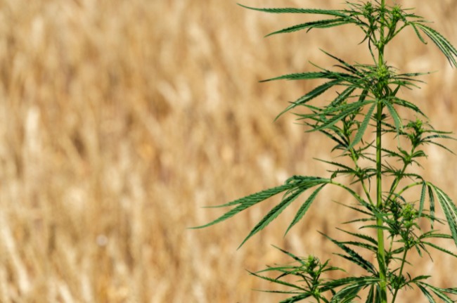 A cannabis plant growing in a field