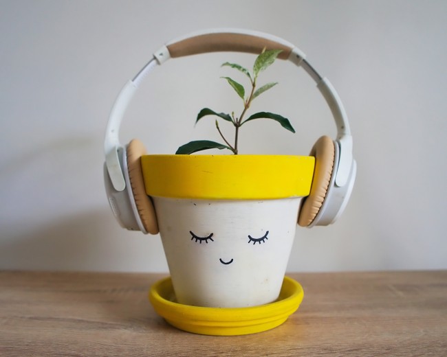 Green, leafy plant growing out of a white and yellow ceramic pot with a smiley face drawn on it with headphones placed on it.