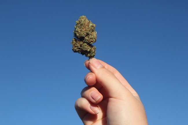 a hand holds up a nug of cannabis to a blue sky