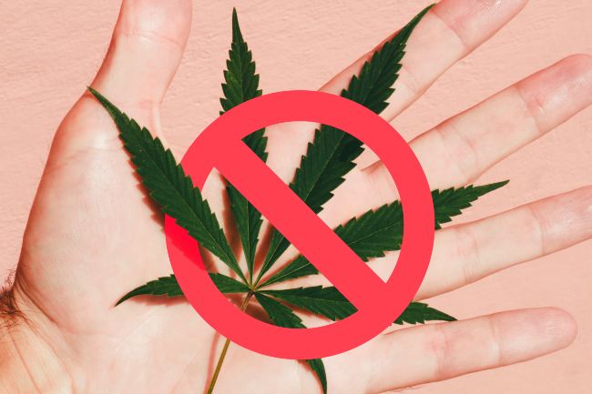 a person’s palm outstretched with a cannabis leaf on it, with a red slash through it