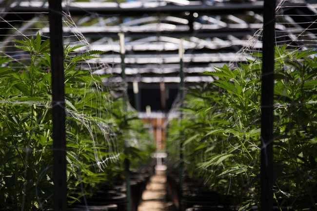 Inside a green cannabis grow with rows of plants under lights