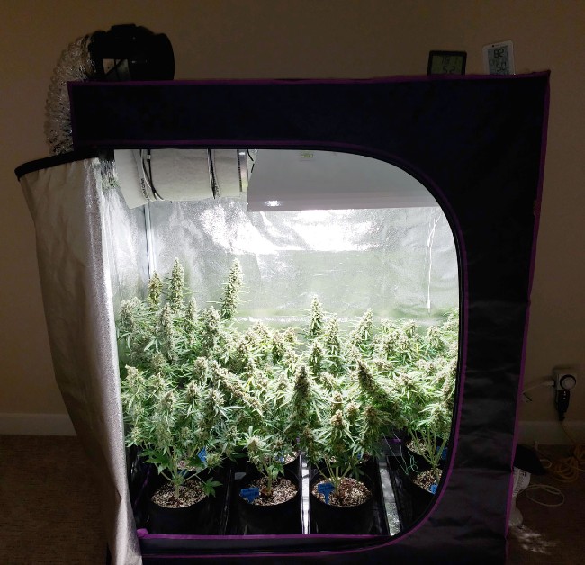 Hydroponic Grow Tents