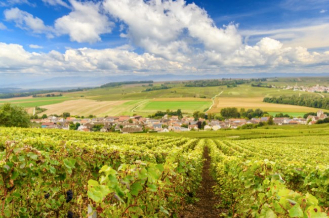 Vineyards in Champagne, France