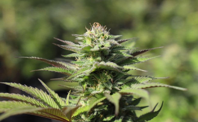 Female cannabis plant