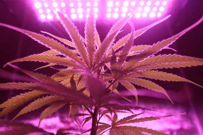 A cannabis plant in a grow room