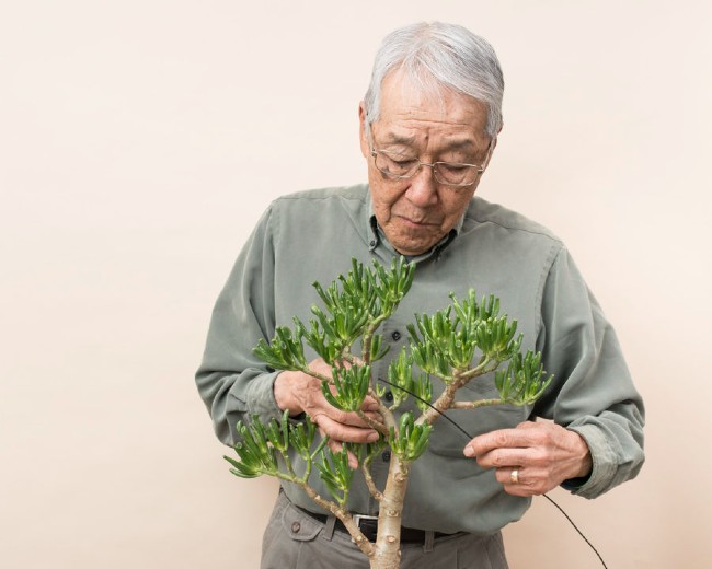 A man threading wire through his bonsai tree
