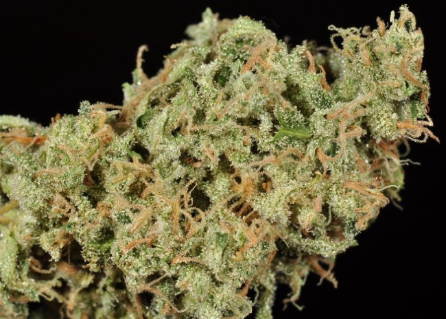 Durban Poison Strain photo