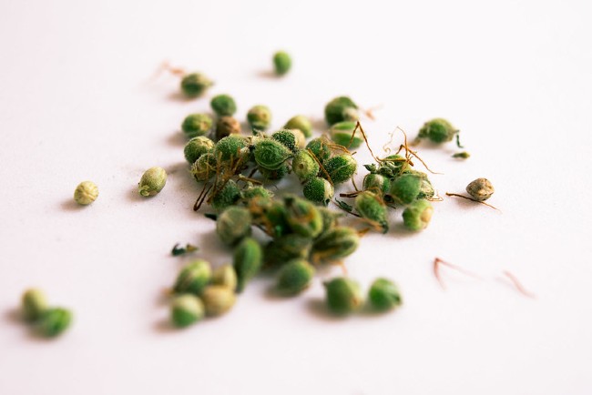 green cannabis seeds