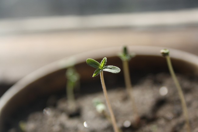 cannabis plant sprouting