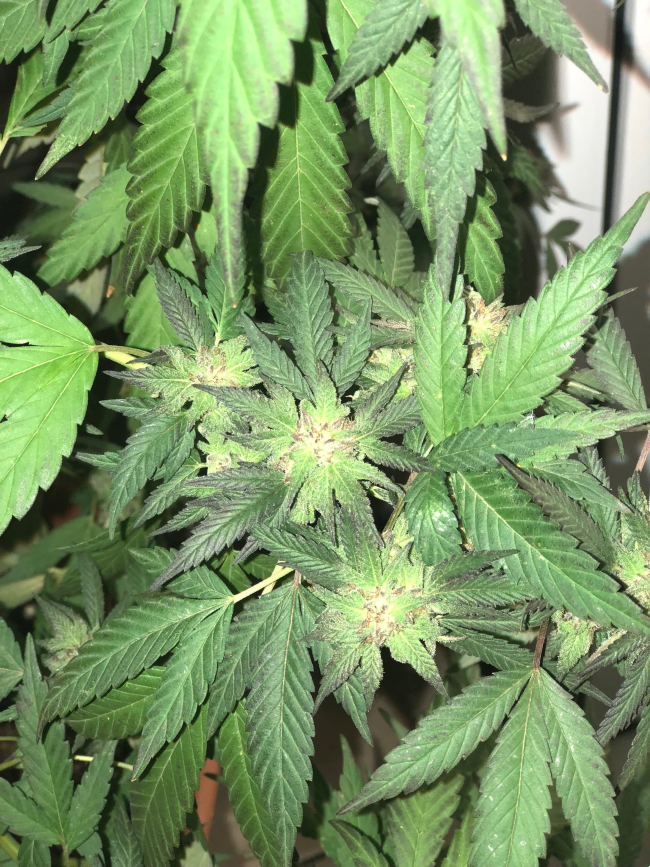A cannabis plant
