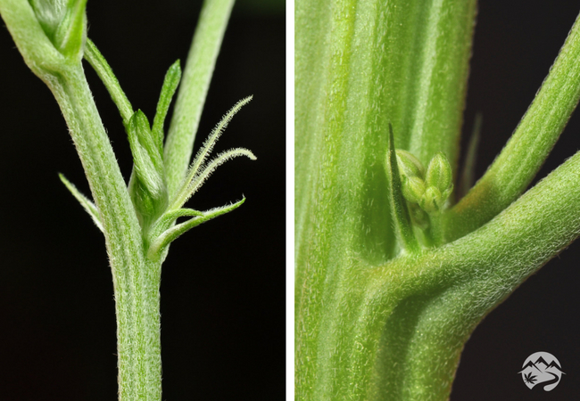 Can You Tell If A Cannabis Seed Is Male Or Female