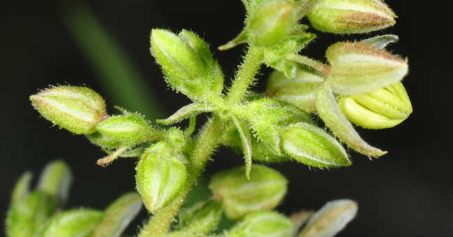 What do female weed seeds look like