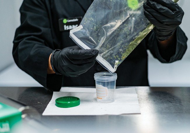 A scientist pouring cannabis from a bag into a testing container in order to get tested