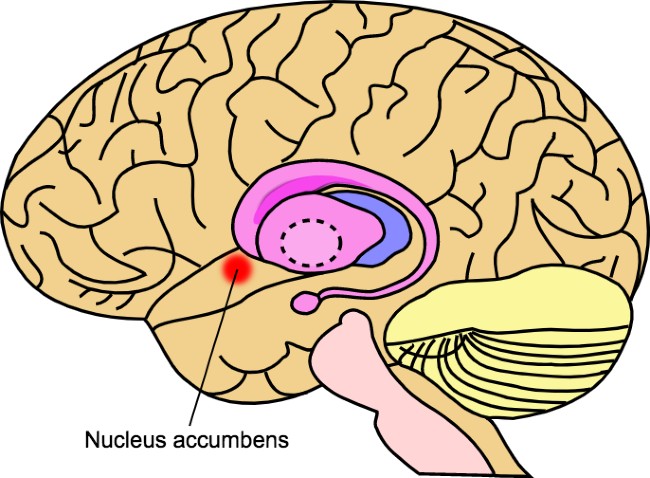 nucleus accumbens
