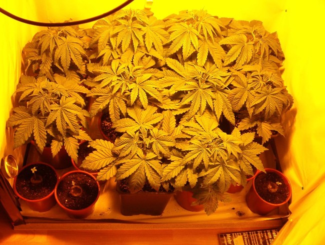 overcrowded cannabis plants