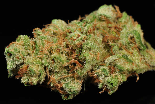 the strain Northern Lights
