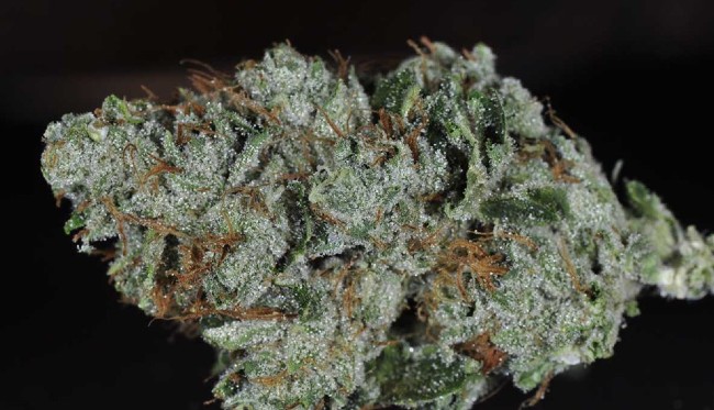 The strain OG Kush