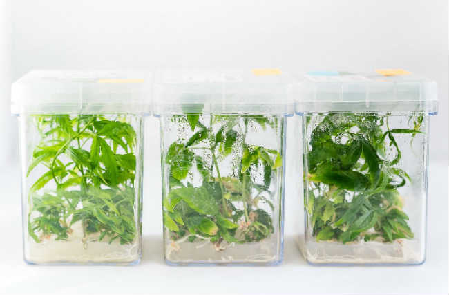 Tissue Culture