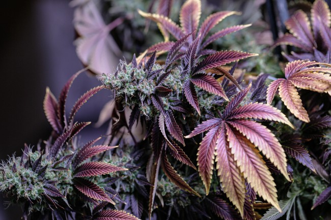 a multi-color cannabis plant