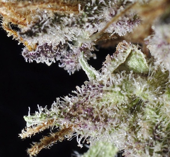 A strain pic of DJ Shorts Blueberry