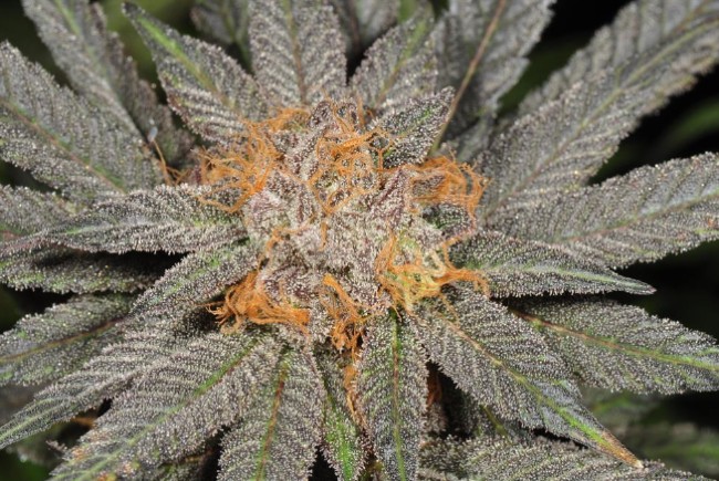 A stain pic of gran daddy purp