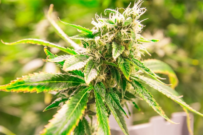 A green cannabis plant