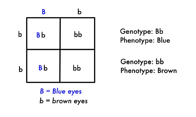 A punnet square showing how the phenotypes are blue eyes and brown eyes, while the genotype is Bb and bb