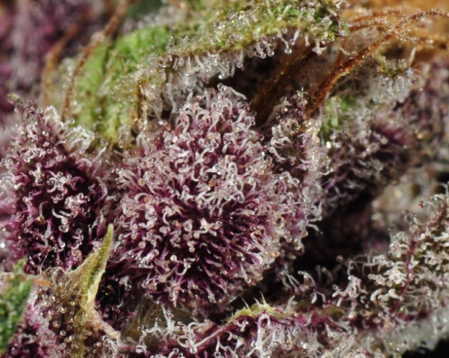 A strain pic of Purple Urkle