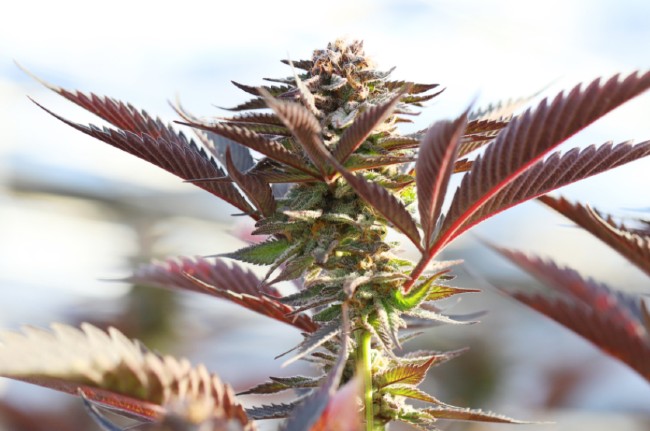 A marijuana plant beginning to change from green to purple