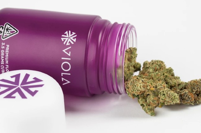 Viola cannabis