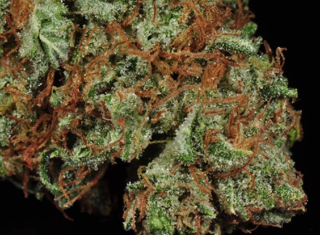 Bruce Banner Strain Pic