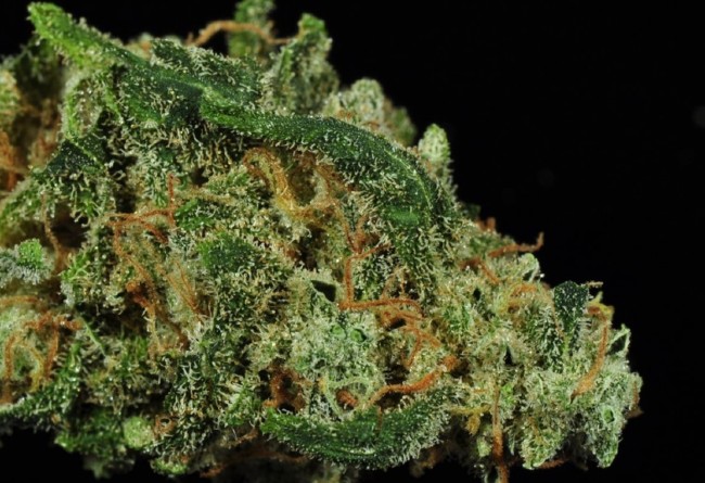 Chocolate chunk strain pic