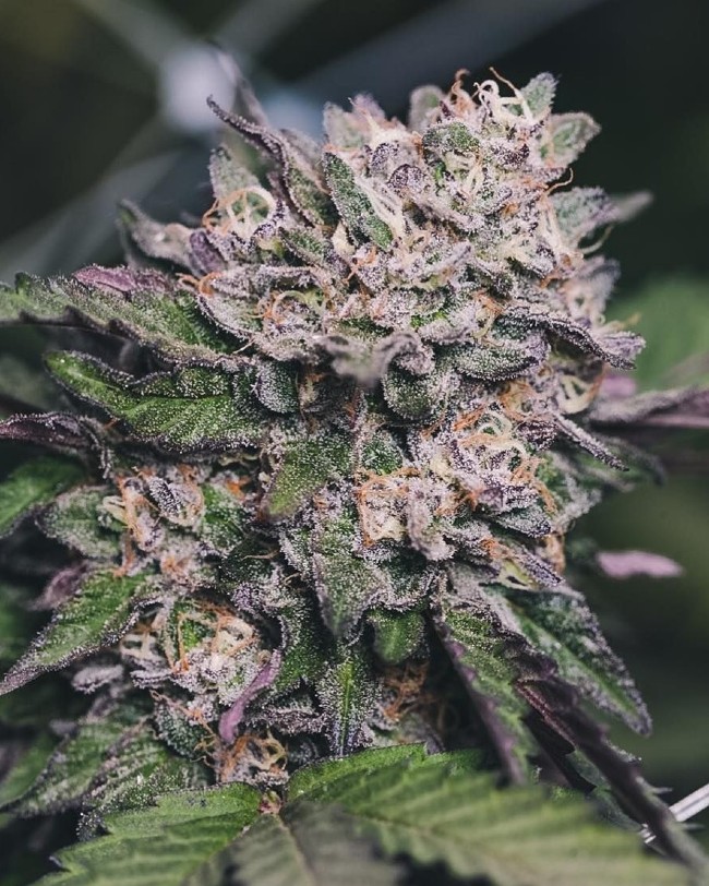 A strain picture of gelato, showing its purple and orange colors