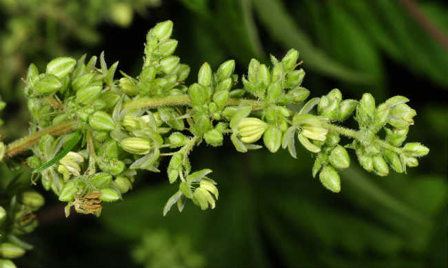 male plant