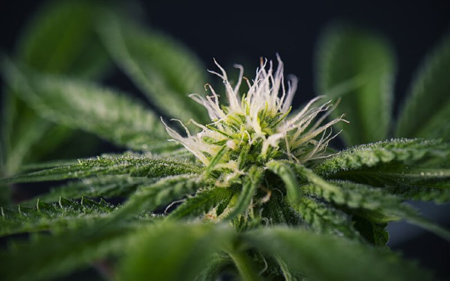 Stigmas on a female cannabis plant