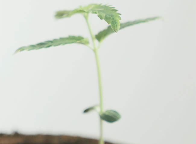 A cannabis seedling in a grow pot.